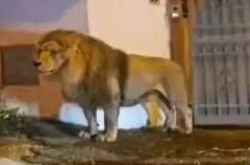 İtaliyada Aslan sirkdən qaçıb