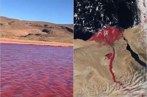 Nilin “qanlı” suyu sahildə qorxunc mənzərə yaratdı - VİDEO