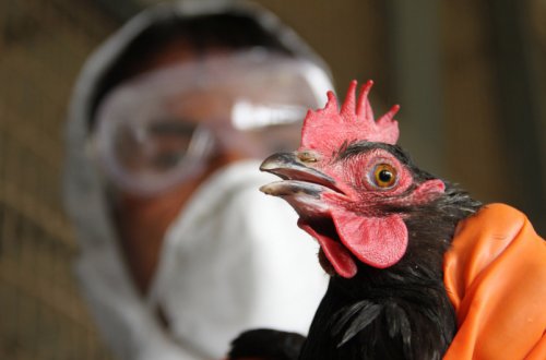 ABŞ və Macarıstandan Azərbaycana quş əti gətirilməsinə məhdudiyyət qoyulub