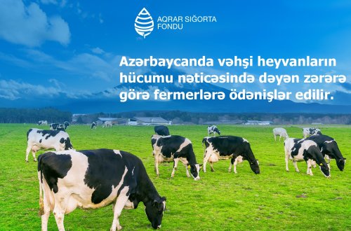 Azərbaycanda vəhşi heyvanların hücumundan dəyən zərərlər üzrə fermerlərə ödənişlər başlanıb
