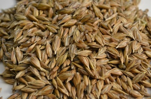 Rusiya hökuməti bərk buğdanın ixracını 6 ay müddətinə qadağan edib