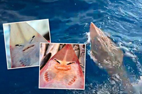 Balıqçının toruna “insan üzlü” balıq düşdü - FOTO