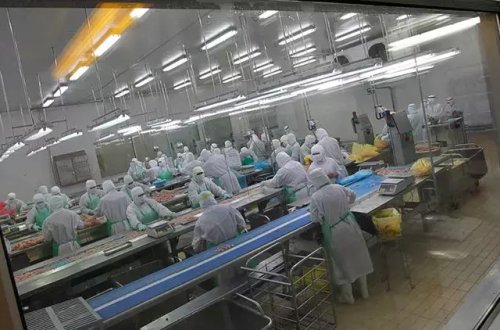 Yaponiyada 72 min ev quşu məhv ediləcək