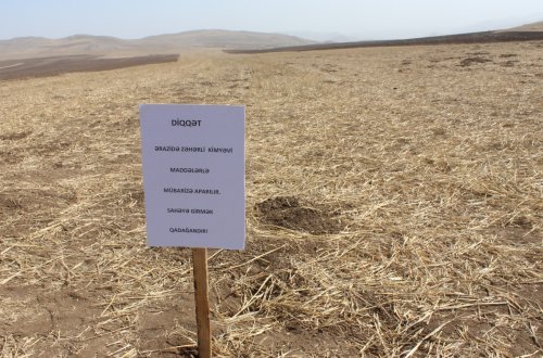 Əkin sahələrində siçanabənzər gəmiricilərə qarşı mübarizə tədbirləri davam etdirilir