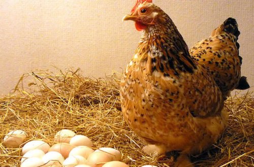 Füzulidə transformatordan toyuq yumurtaları götürən qadını cərəyan vurub