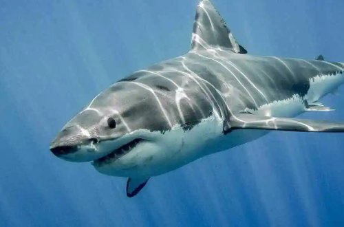 Dənizdə çimən qadın köpəkbalığının hücumuna məruz qalaraq öldü