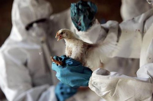 Quş qripi qayıtdı - Bu ölkədə həyəcan siqnalı verildi