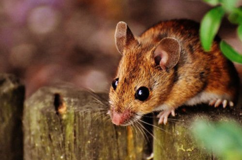 Yevlaxda uşağı siçan dişləyib - VİDEO