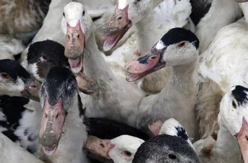 Fransada virus həyəcanı: Quş qripi riski yüksəldi