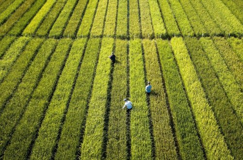 Çinin şərqində 5,3 min il yaşı olan qədim düyü sahəsi tapılıb