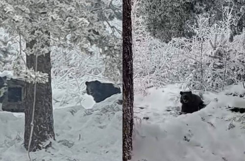 Rusiyada ac ayı qəsəbəyə enib itlərin yeməklərini oğurladı - VİDEO