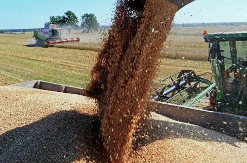 Rusiya durum buğdasının ixracına qadağa qoydu