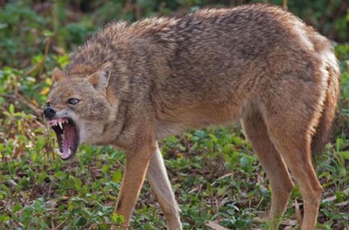 Zaqatalada çaqqal məktəblilərə və valideynlərə HÜCUM ETDİ