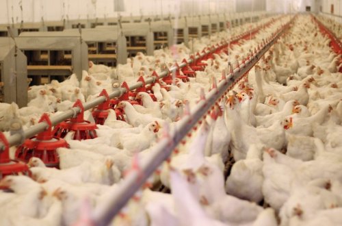 Azərbaycandan Çinə quş ətinin ixracına icazə verilib