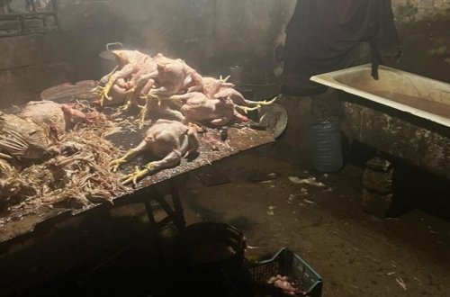 Masallıda toyuq kəsim sexinin işi məhdudlaşdırılıb