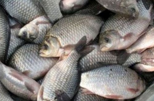 Yaponiyanın qərb sahilində təxminən 85 ton ölü balıq aşkarlanıb