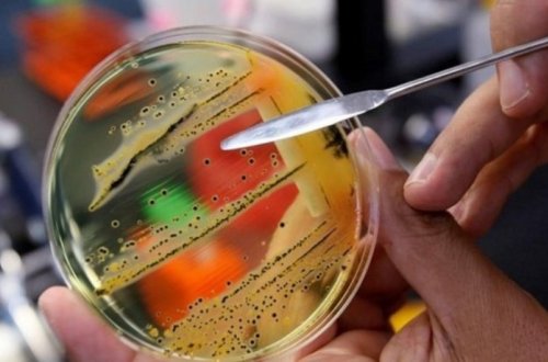 Kanadada epidemiya yayılıb, ölənlər var