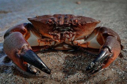 ABŞ Rusiyadan dəniz məhsullarının idxalına qadağa qoyub