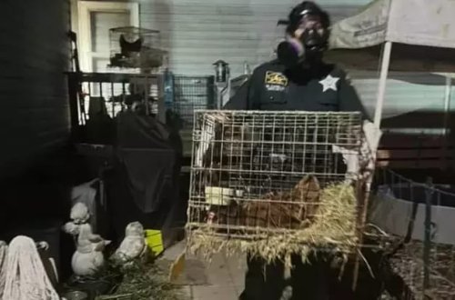 ABŞ polisi evində 309 heyvan olan qadını həbs edib