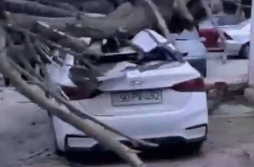 Bakıda güclü külək ağacı avtomobillərin üzərinə aşırdı - VİDEO