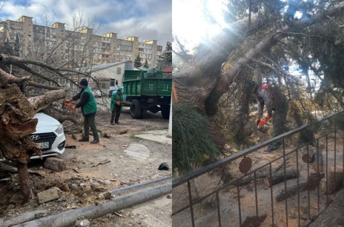 Güclü külək səbəbindən Bakıda 27 ağac aşdı - FOTO