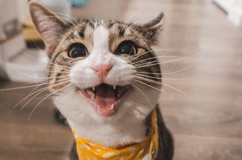 İstanbul hava limanında pişik təyyarənin uçuşuna mane oldu