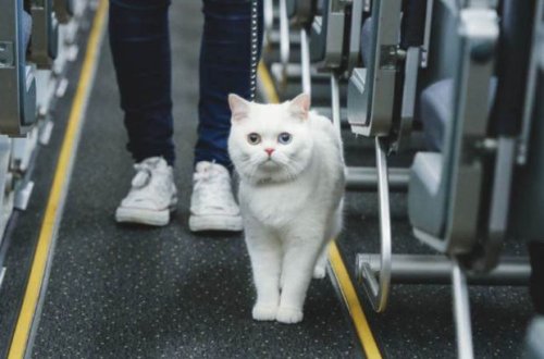 İstanbul hava limanında pişik təyyarənin uçuşunu pozub