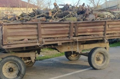 İmişlidə ağacları kəsən şəxs məsuliyyətə cəlb olunub