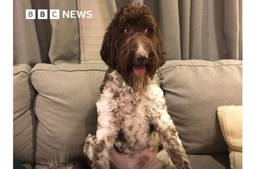 ABŞ-də it sahibinin dörd min dollarını çeynədi - Fotolar