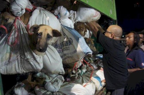 226 iti kəsimə aparanlar saxlanıldı