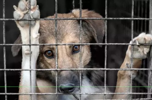 Cənubi Koreyada it əti ticarəti qadağan edildi