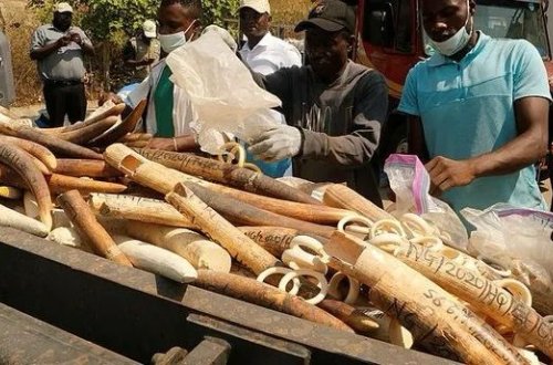 Nigeriyada 2,5 ton fil sümüyü məhv edilib