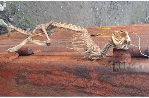 Tərtərdə naməlum heyvan skeleti tapılıb - FOTO