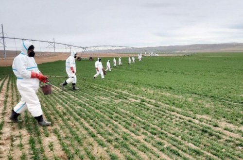 Əkin sahələrində siçanabənzər gəmiricilərə qarşı mübarizə tədbirləri davam etdirilir