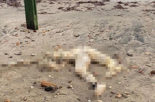 Sahildə başı kəsilmiş kişi cəsədi tapıldı - FOTO