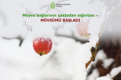 Aqrar Sığorta Fondu fermerləri meyvə bağlarını şaxtavurmadan sığortalamağa çağırır
