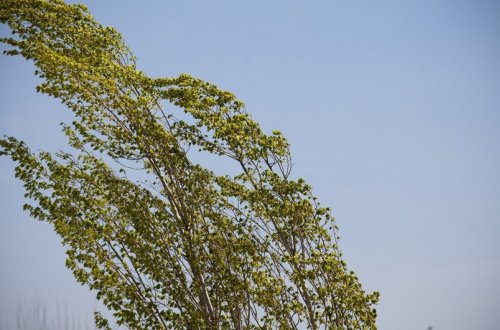 Sabah güclü külək əsəcək