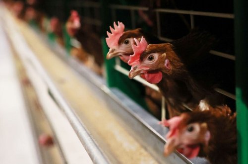 Macarıstanda quş qripi epidemiyası qeydə alınıb