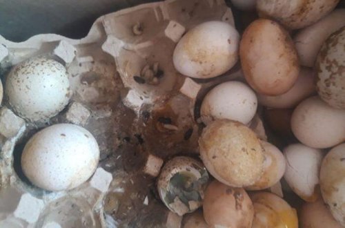 Bakıda bu marketdə lax yumurta satılır - FOTO