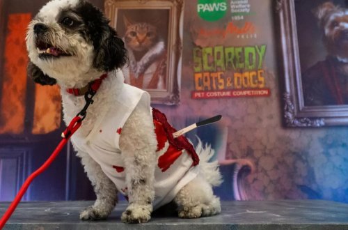 Çində bir qadın 2,8 milyon dollarlıq sərvətini ev heyvanlarına qoydu