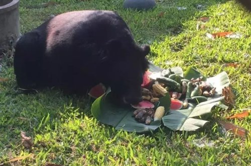 Taylandda Ayıdan qaçmaq üçün öz qolunu kəsən adam xəstəxanaya yerləşdirilib