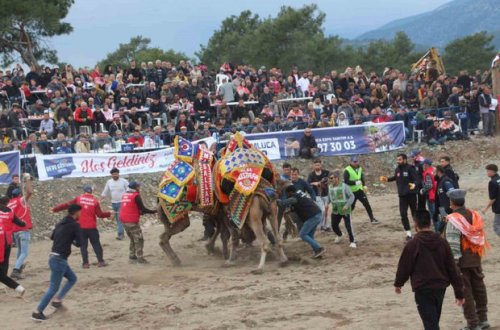 Antalyada nəhənglərin yarışı: 132 dəvə güləşdi - FOTO/VİDEO
