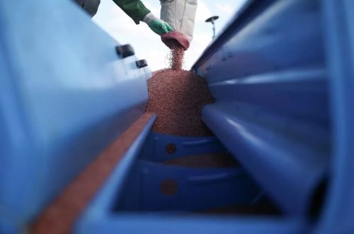 Rusiya Nigeriyaya pulsuz olaraq 34 min ton gübrə göndərib