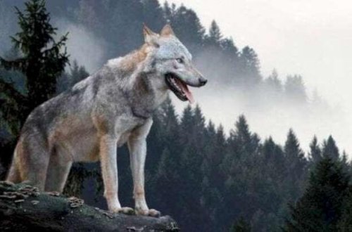 Sumqayıt sakinini 8 canavar parçaladı - FOTO