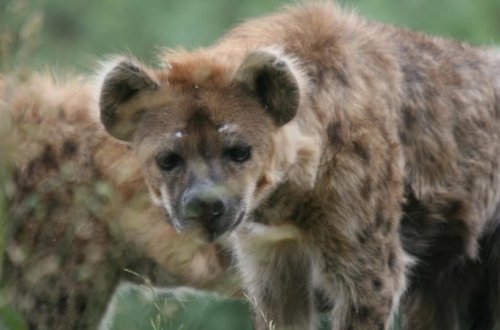 Keniyada 1 universitet tələbəsi hiyana hücumu nəticəsində ölüb