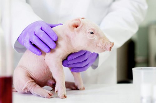 Yaponiyada ilk dəfə olaraq orqanları insanlara köçürülə bilən donuz yetişdirilib