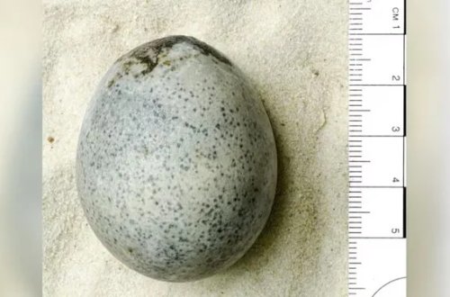 1700 illik Roma yumurtasının içərisində maye tapıldı