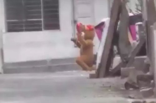 Ayı kostyumu geyən narkotik satıcısı tutuldu