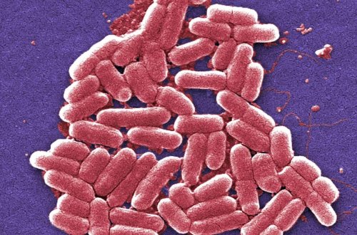 Alimlər bakteriyalara qarşı təsirli olan yeni sintetik antibiotik hazırlayıblar