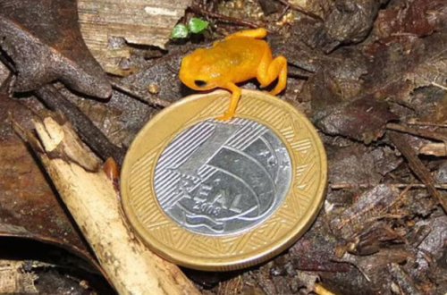 Braziliya meşəsində elmə məlum olan ən kiçik qurbağa aşkar edilib - FOTO